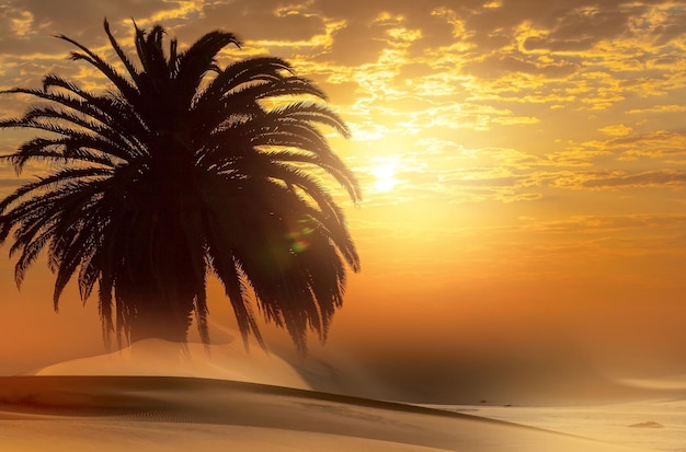 Palm tree pesanti nuvole drammatiche e cielo luminoso Bellissimo tramonto africano sulle dune di lsand