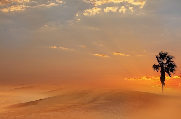 Palm tree pesanti nuvole drammatiche e cielo luminoso Bellissimo tramonto africano sulle dune di lsand