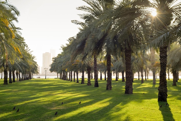 Palm Trees Garden a Sharjah Emirati Arabi Uniti che si trova sulla Sharjah Corniche Grattacieli si affacciano