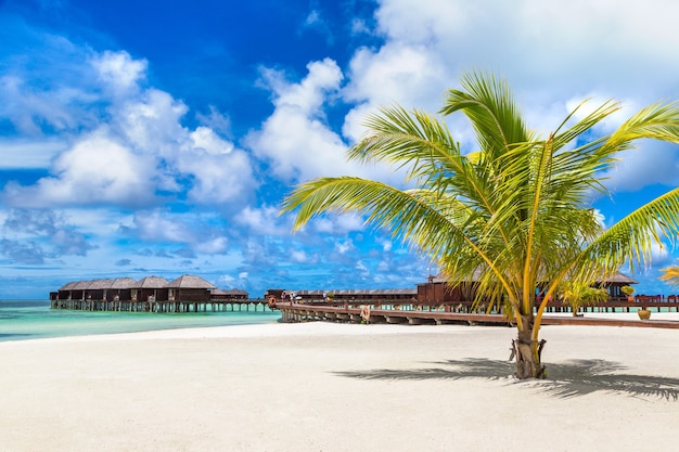 Palma alla spiaggia tropicale alle Maldive