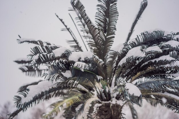 Palma calda del tempo freddo dell'albero nella neve