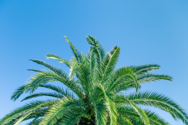 Palma con cielo blu, bello tropicale