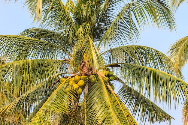 Palma con cocco