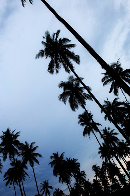 Palma con silhouettethe al cielo.