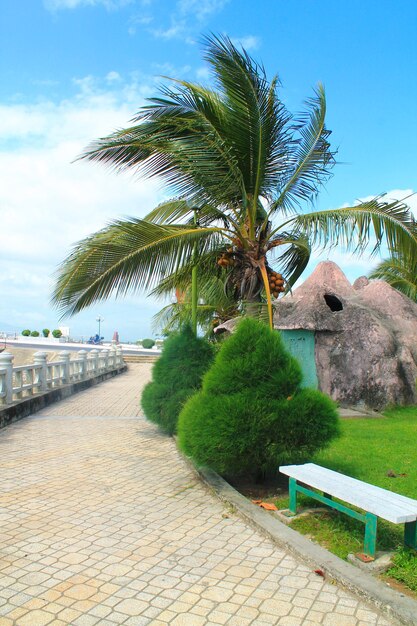 Palma con una panchina su uno sfondo di cielo blu Nha Trang Vietnam