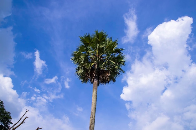 Palma contro il cielo blu con nuvoloso bianco Vista naturale