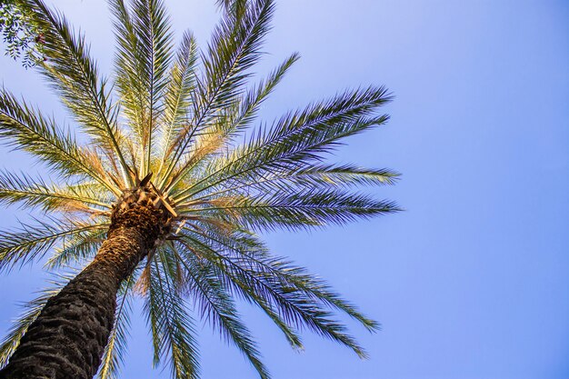 Palma contro il cielo blu. Concetto tropicale, vacanze e viaggi