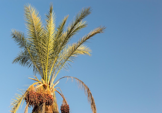 Palma contro il cielo blu