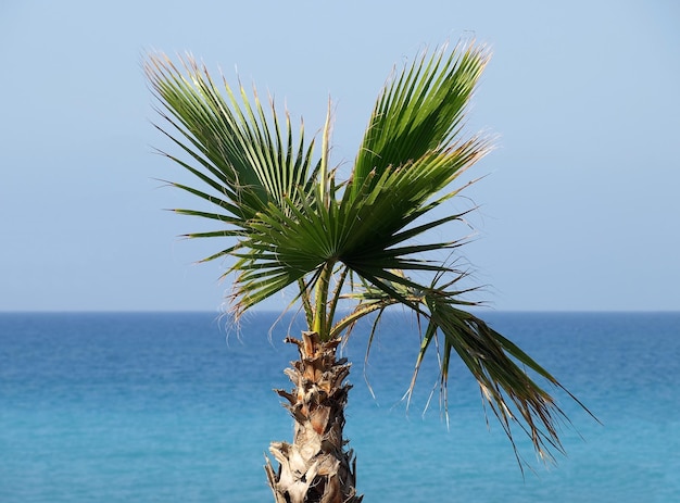 Palma contro il cielo blu