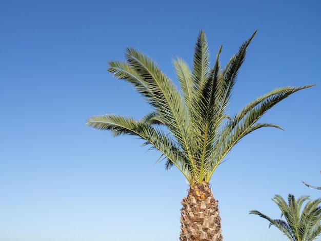 Palma contro il cielo Parte di una pianta Vacanza sulla spiaggia Relax in mare Il tronco e le foglie di una palma