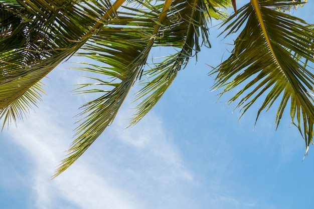 Palma da cocco con sfondo blu cielo