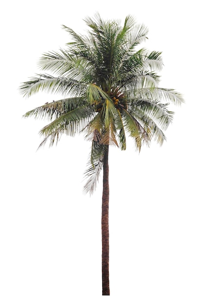 Palma da cocco isolata sul percorso di ritaglio bianco del fondo