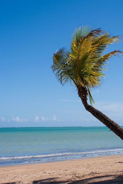 Palma da cocco sulla spiaggia di Lages, Sao Miguel dos Milagres, Alagoas