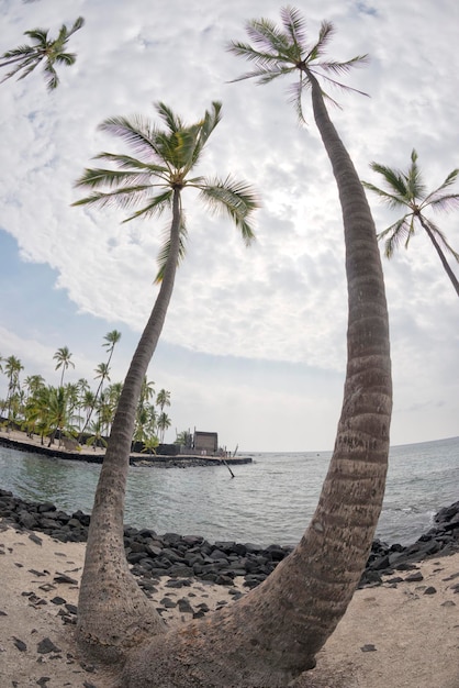 Palma da cocco sulla spiaggia di sabbia bianca tropicale