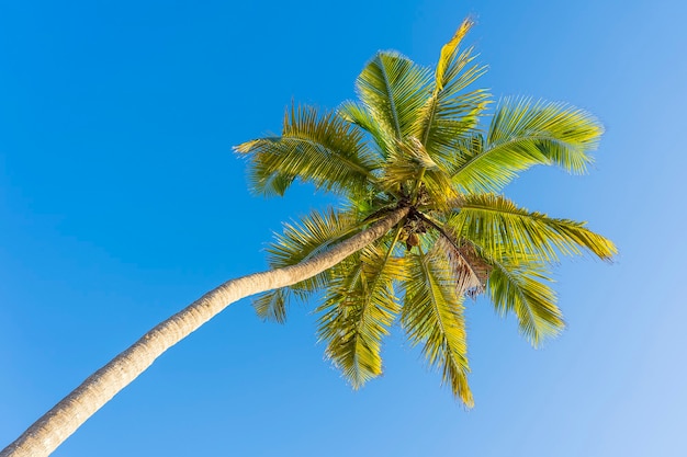 Palma da cocco vista prospettica dal pavimento in alto sulla spiaggia, isola di Zanzibar, Tanzania, Africa orientale. Foglie di palma e noci di cocco verdi sul fondo del cielo blu.