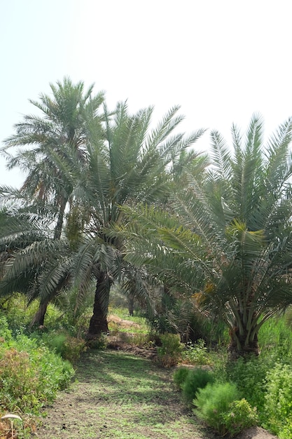 Palma da datteri della famiglia delle palme coltivata per i suoi dolci frutti commestibili