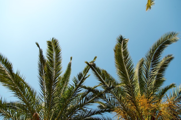 Palma da datteri sullo sfondo di un cielo azzurro, il concetto di estate, mockup, lo sfondo per l'iscrizione. Copia spazio.