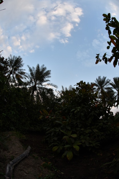 palma da dattero della famiglia delle palme coltivata per i suoi dolci frutti commestibili