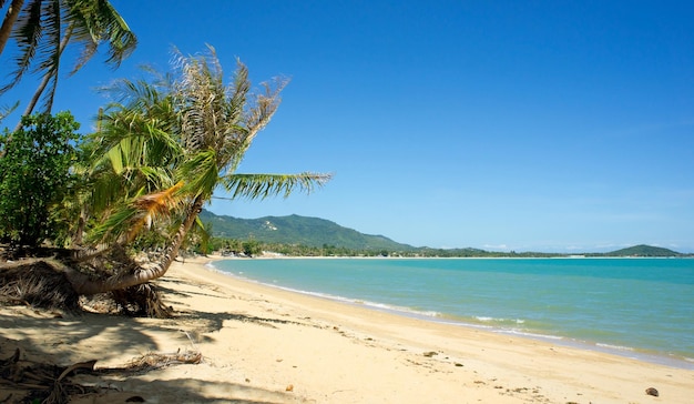 Palma da spiaggia tropicale