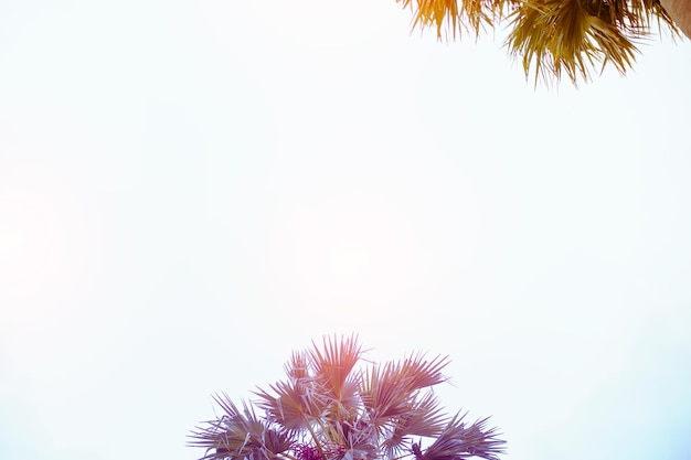 Palma dai toni vintage su sfondo cielo.