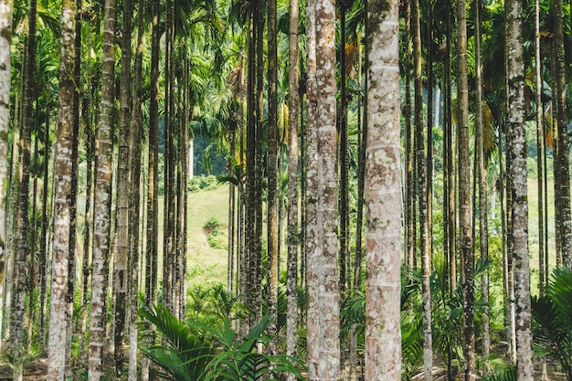 Palma di betel in località di soggiorno in thailandia. un boschetto di palme, betel. sfondo di tronchi sottili di alberi esotici.