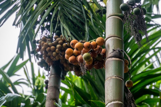 Palma di betel o noce di betel