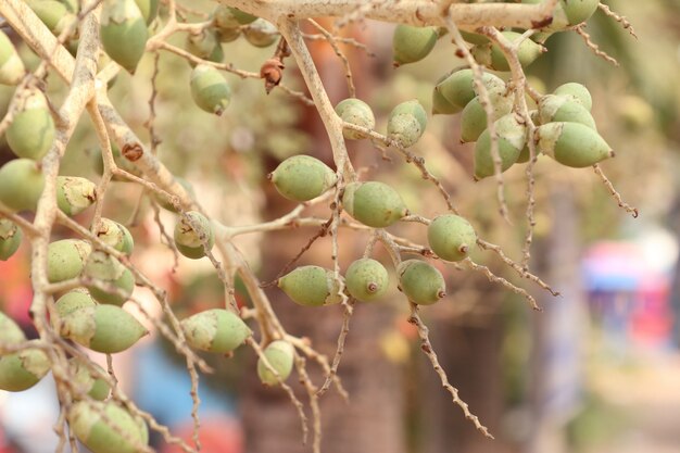 Palma di betel sull&#39;albero