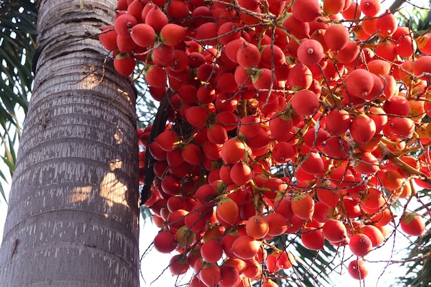 Palma di betel sull&#39;albero