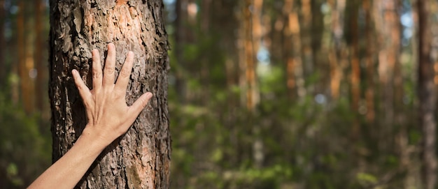 palma di donna su un tronco di pino idea primo piano per uno striscione sul ripristino dei bagni di foresta salute