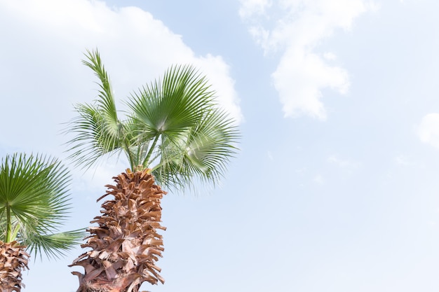 Palma di Egitto contro il cielo blu