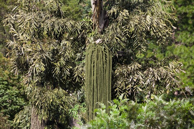 Palma di noce di betel