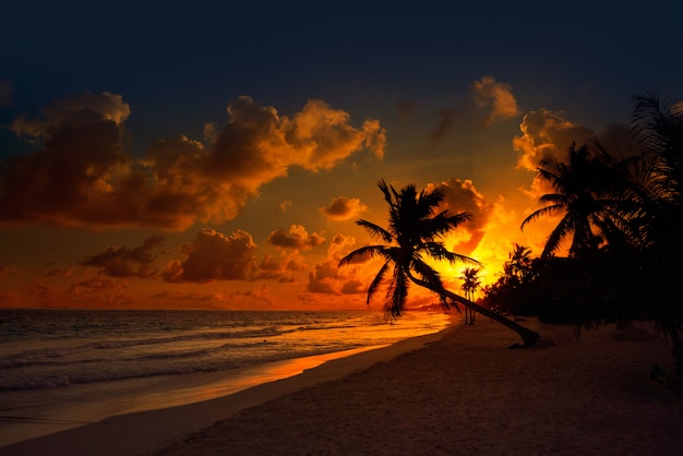 Palma di tramonto della spiaggia di Tulum Riviera Maya