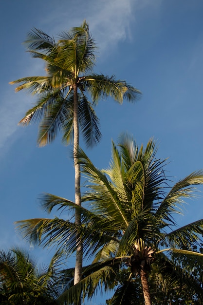 Palma dominicana in una giornata di sole