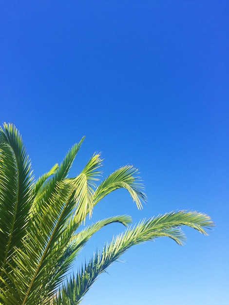 Palma e cielo blu viaggiano con sfondi esotici e tropicali in stile concetto