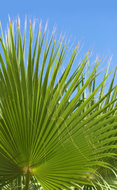 Palma e cielo blu viaggiano con sfondi esotici e tropicali in stile concetto