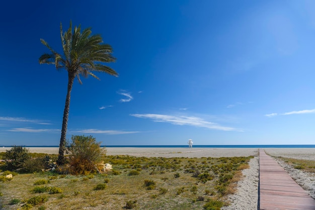 Palma e passerella sulla spiaggia vuota con silhouette di capanna bagnino e cielo blu