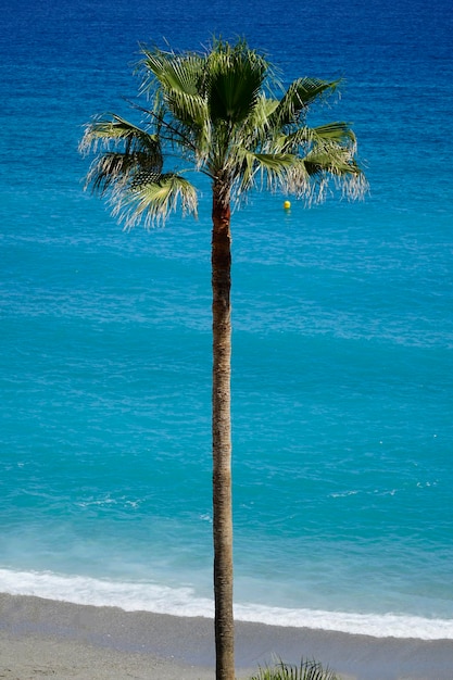 Palma e riva dell'oceano con la sabbia su una spiaggia