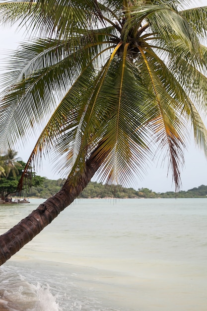 Palma isola di Samui Thailandia