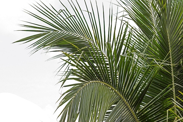 palma isolata su sfondo bianco