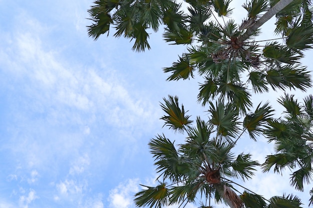 Palma nel cielo