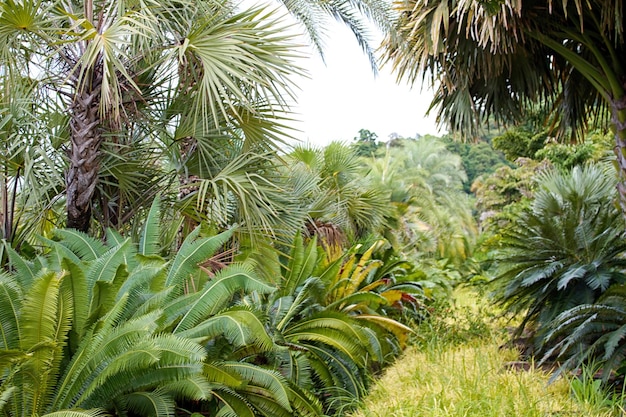 Palma nel sud della Thailandia