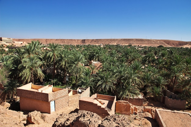 Palma nella città di Ghardaia, deserto del Sahara, Algeria