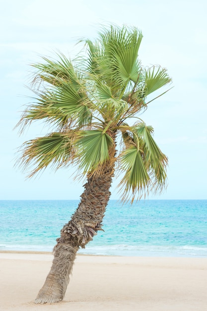 Palma piegante sulla spiaggia.