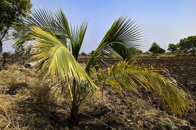 Palma rafia verde coltivata in una zona tropicale in una giornata di sole