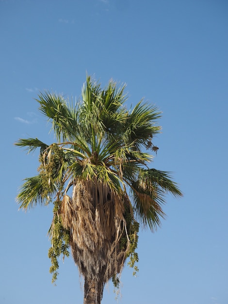 Palma sopra il cielo blu