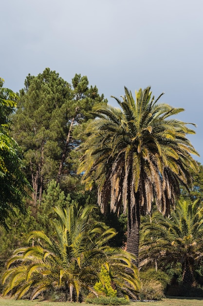 Palma sotto il cielo