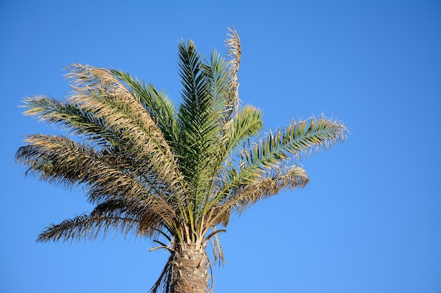 Palma sotto un cielo blu