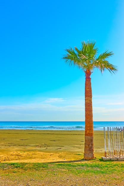 Palma su una spiaggia sabbiosa del resort sul mare