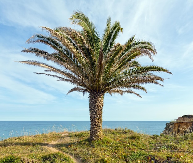 Palma sulla riva dell'oceano sullo sfondo del cielo e dell'acqua.