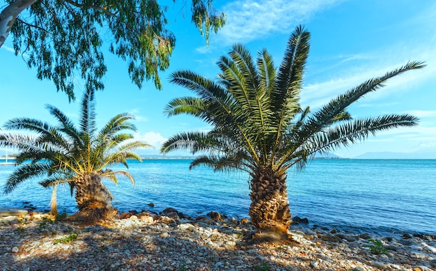 Palma sulla spiaggia sassosa di estate Lefkada, Grecia